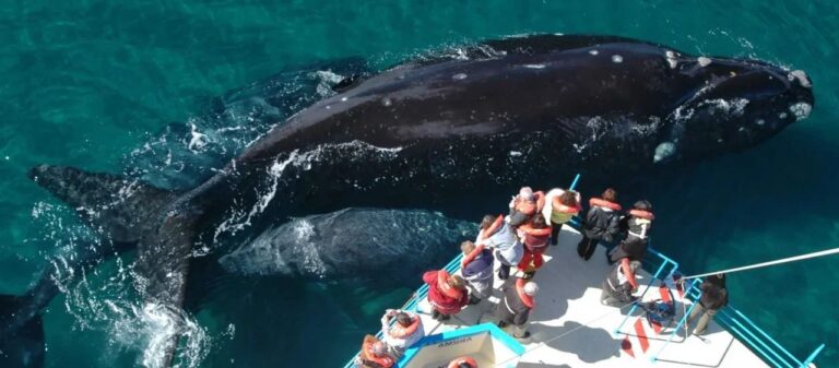 El avistaje de ballenas en Chubut aumentó un 20% para este 2025: Cuáles son los nuevos valores?